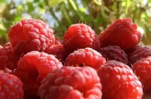 鍘熸潵鏂扮枂鐨勬按鏋滃姝ょ敎,鍘熸潵涓滃寳鐨勫湡鐗逛骇