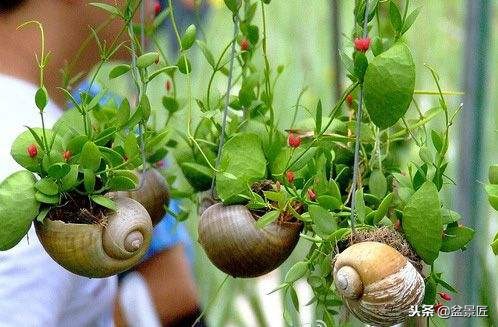 巧妙旧物改造塑料瓶变身手工花盆,旧物利用变废为宝制作花盆