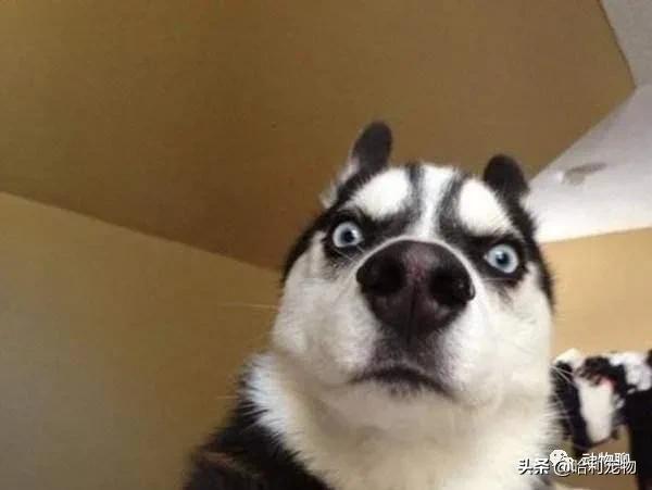 哈士奇粘鼠板,粘鼠板粘哈士奇