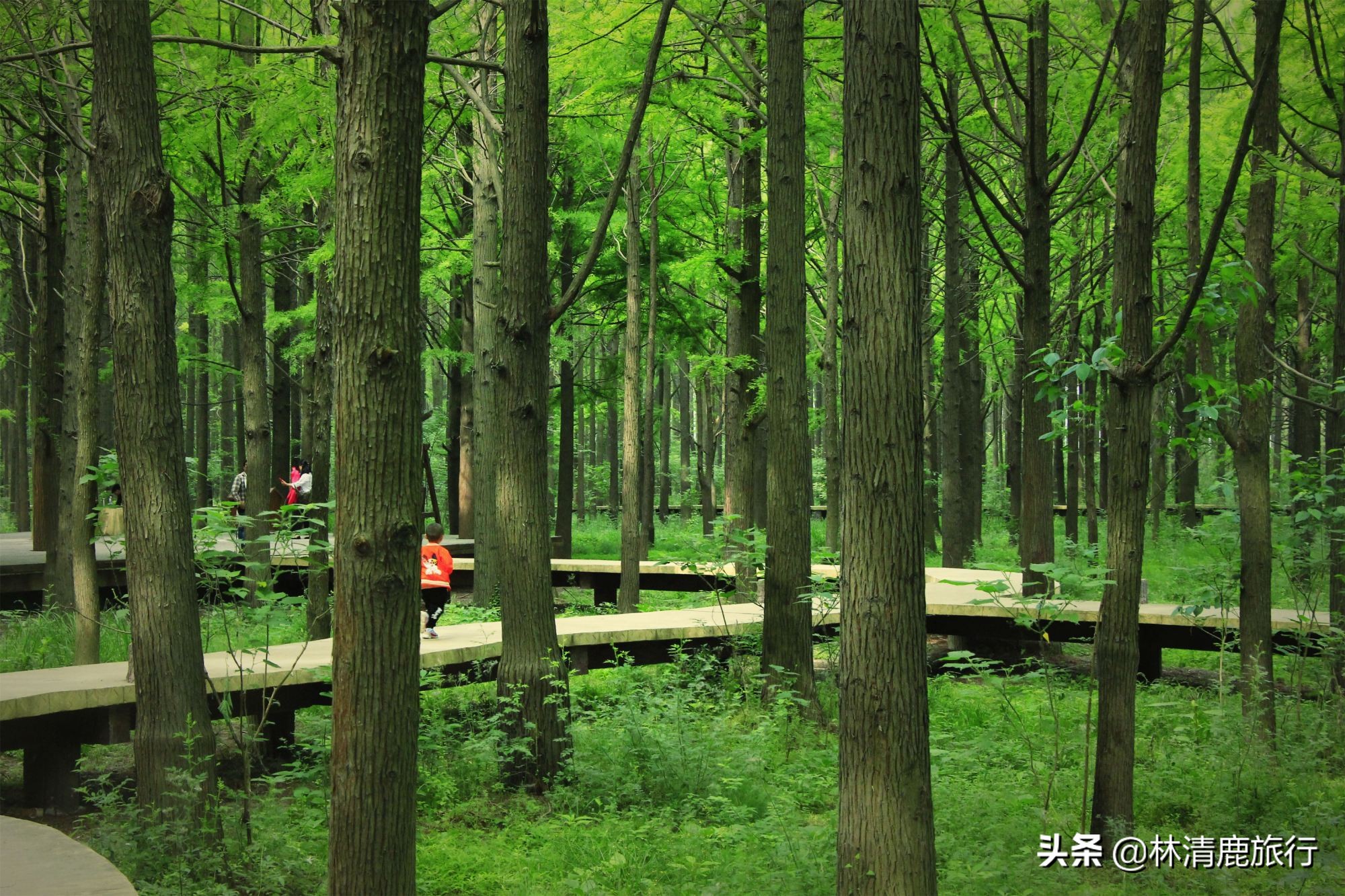 河南适合老人的自然景区,河南适合自驾游的山路