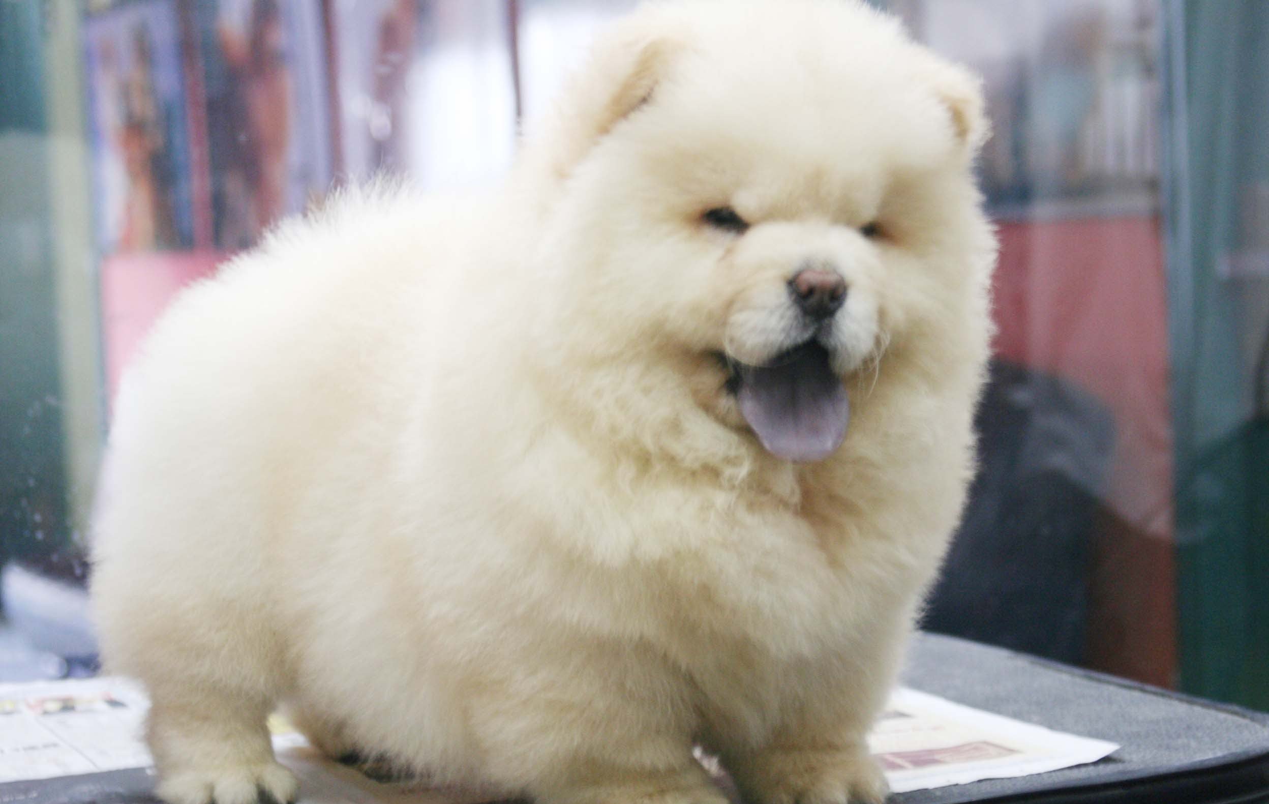 中国比较古老的犬,中国古老狗狗