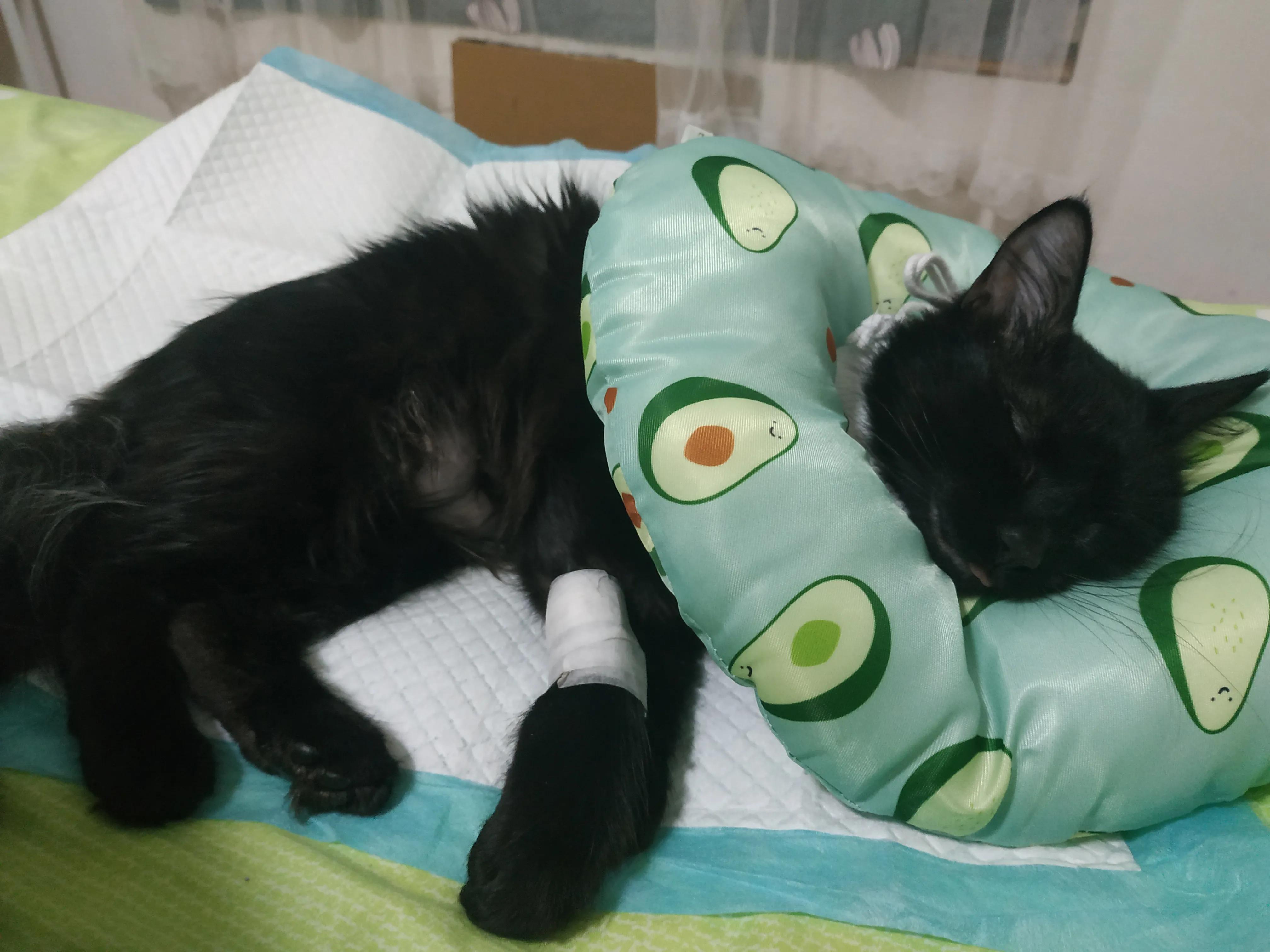 科学养猫攻略脱敏训练,科学养猫视频教程全集