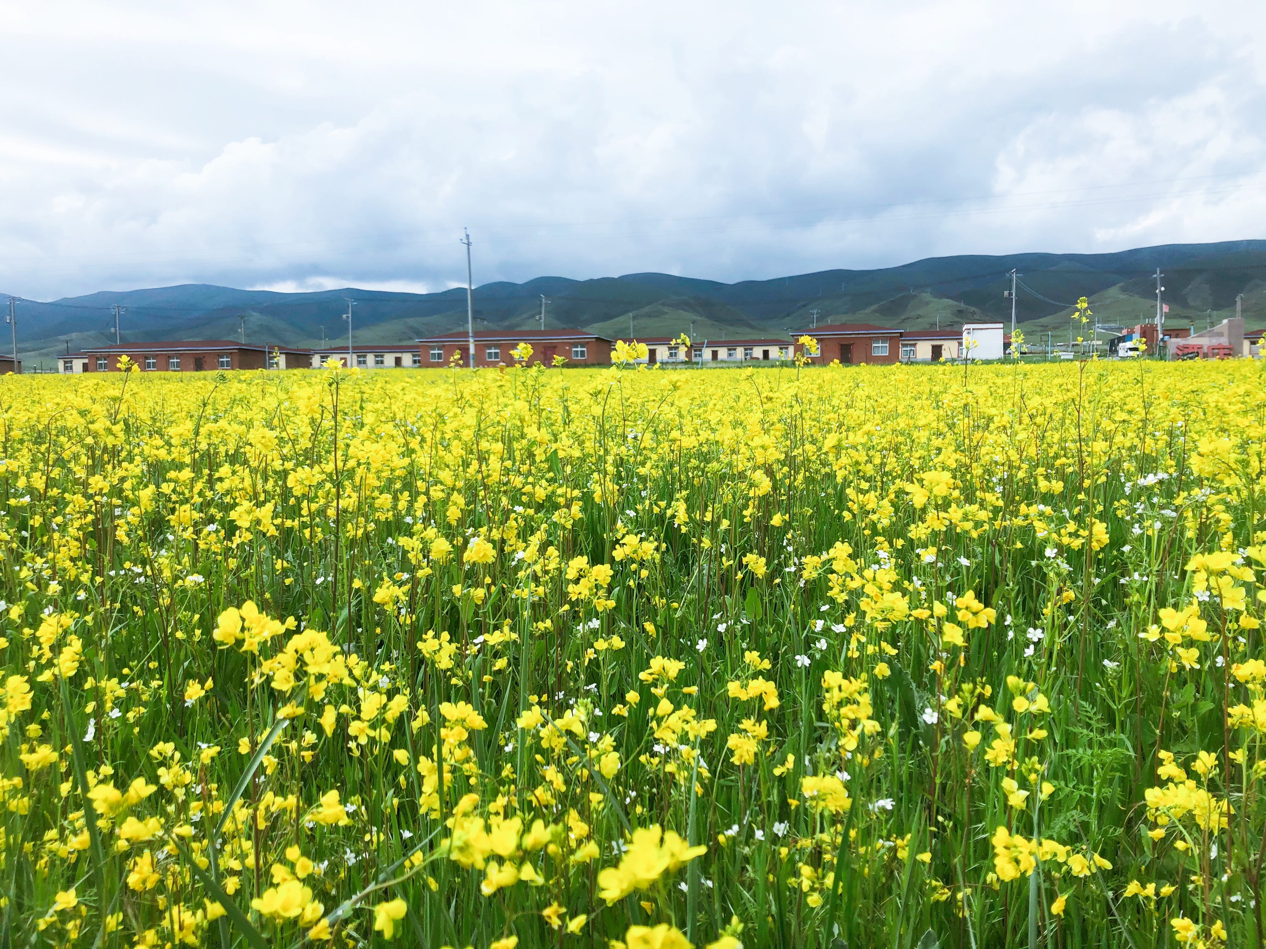 成都到茶卡自驾七天,成都到青海湖茶卡盐湖路线怎么走