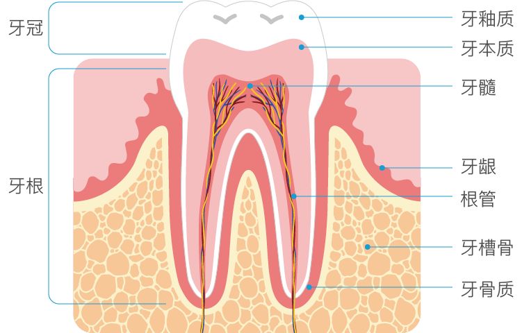 牙齿掉碎块的原因,牙齿掉渣是怎么回事
