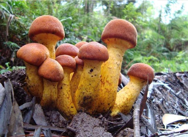 蘑菇菌包种植方法和步骤,稻草蘑菇菌包种植制作教程