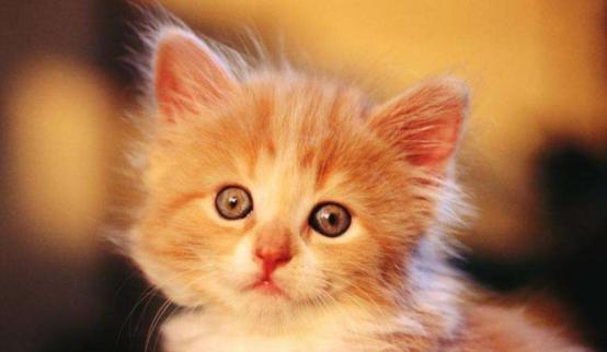 猫毛会被婴儿吸进肺部吗,家人对猫毛过敏能养猫吗