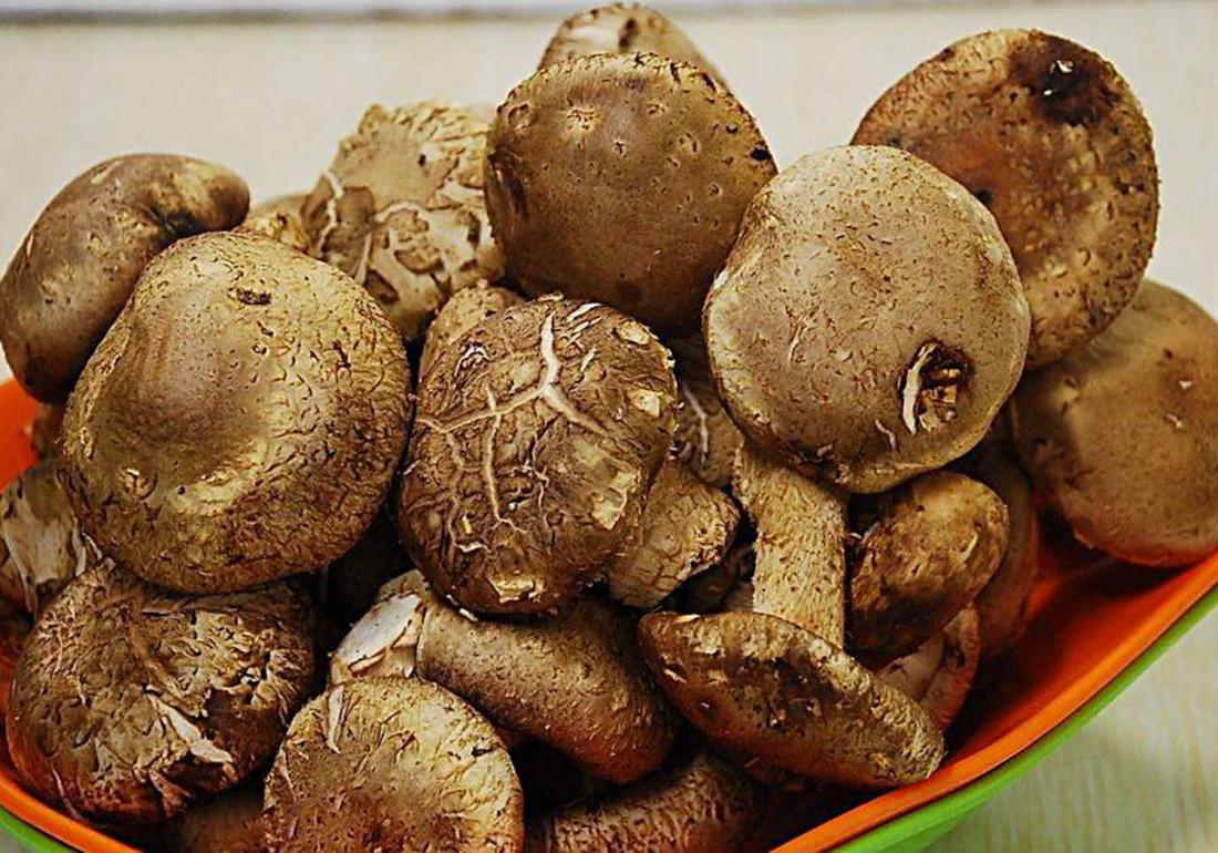 种植香菇怎样能快速发芽,香菇发菌期出现白毛菌怎么办