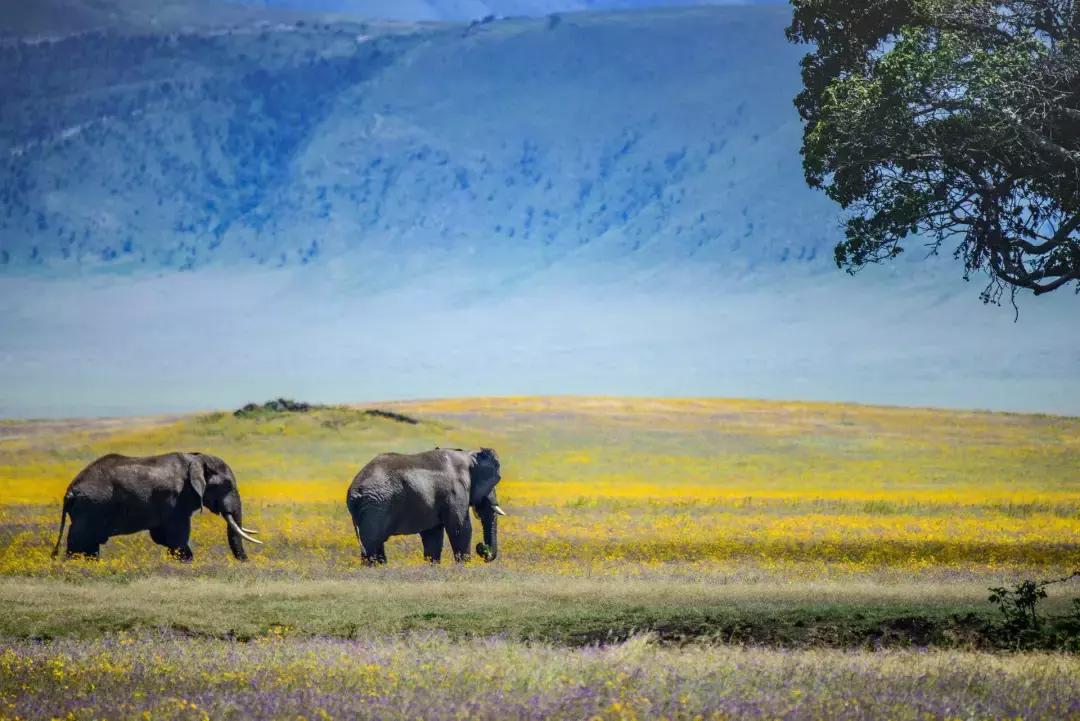 令人动容的师生恋,现实中真实的师生恋