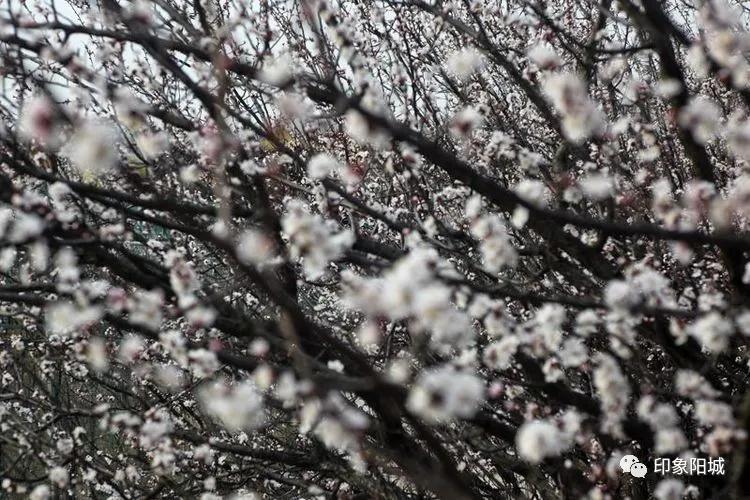 晋城哪里可以春游,晋城附近春游景点