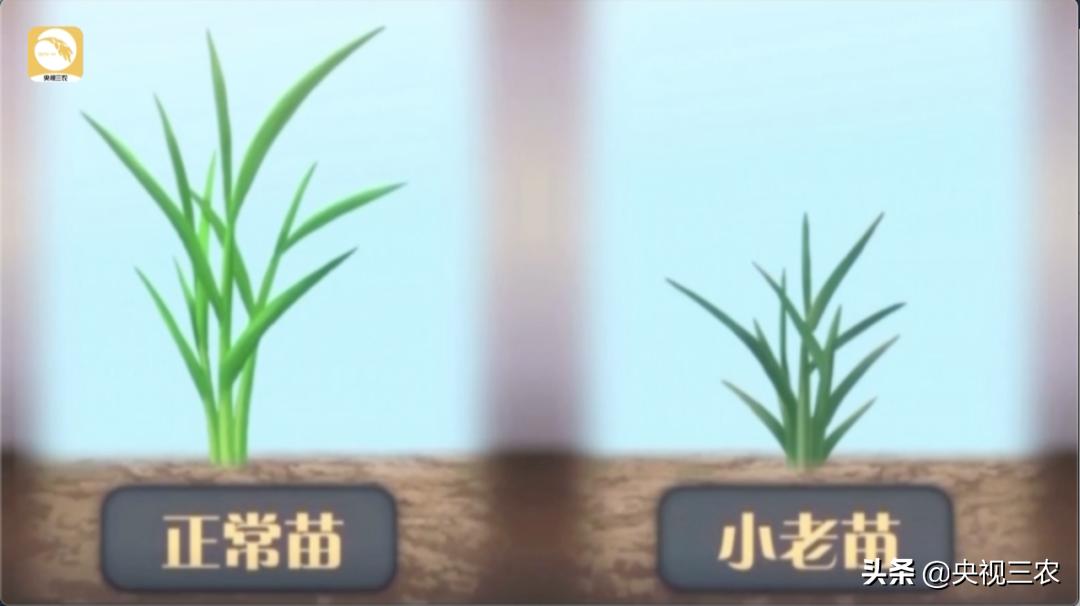 水稻倒伏怎么防止发芽,水稻可以用二甲四氯钠防止倒伏吗