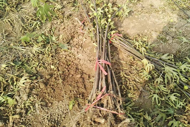 疫情让农村“封村”难回城,这6个项目农民考虑下,在家就能挣钱