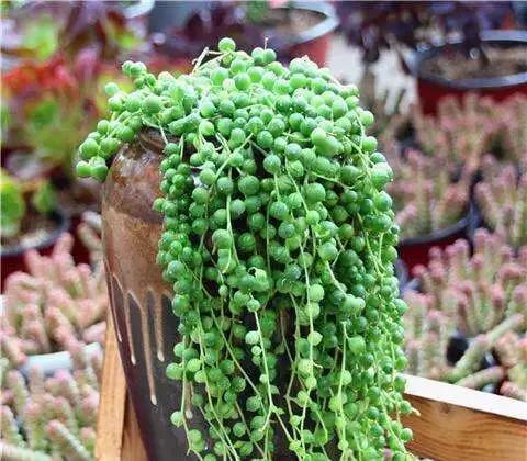 佛珠怎么养可以快速爆盆,怎样养佛珠花视频