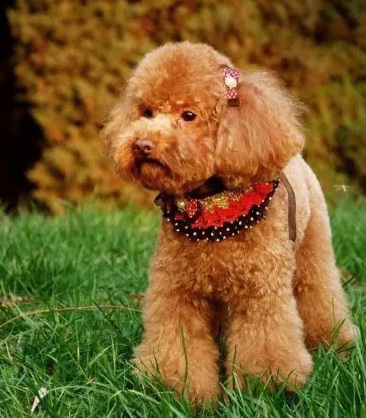 45种狗狗很难得一见你认识几种,45种最难得一见的狗