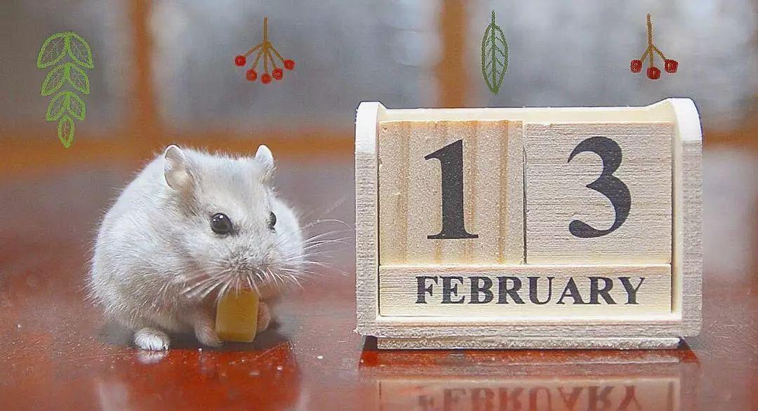 仓鼠流鼻血了是上火了吗,仓鼠上火一只眼睛睁不开怎么办