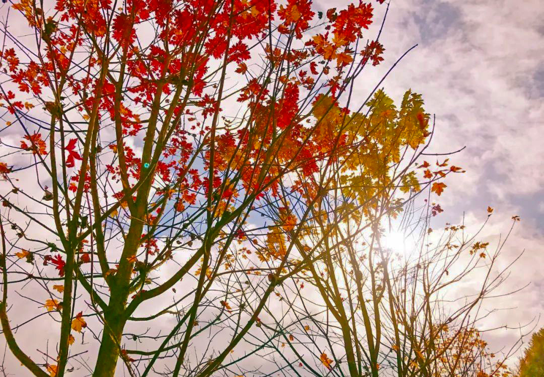 老边沟赏枫叶线路,红枫岭什么时候看枫叶最好