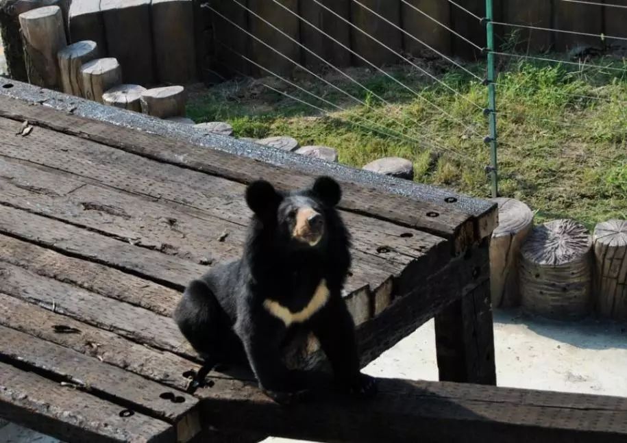 金牛湖野生动物王国过年去怎么样,金牛湖野生动物王国游玩时间