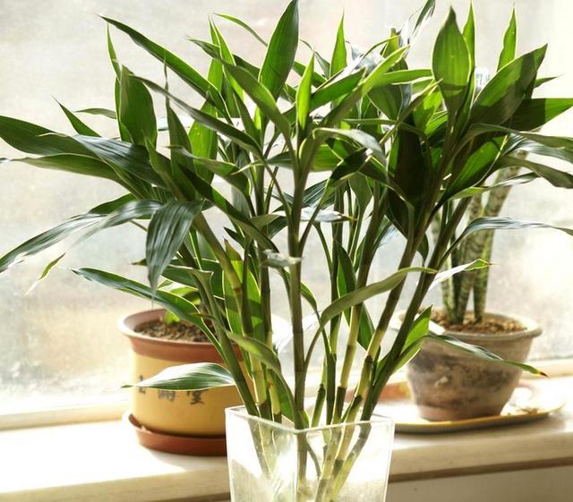 富贵竹叶片泛黄还能恢复吗,富贵竹叶片黄了怎么办