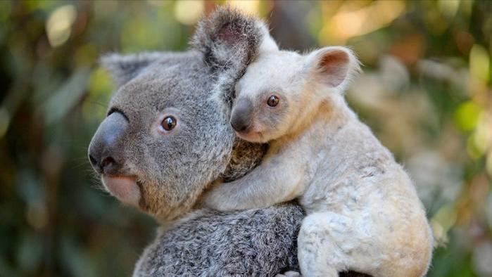 澳大利亚野山羊为什么不出口,澳大利亚野山羊不能吃吗