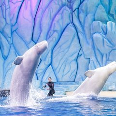 珠海长隆两日一晚游玩攻略,珠海长隆一日游攻略中餐