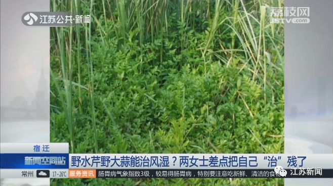 这种野菜不但好吃还能入药,啥野菜治风湿肩膀疼痛