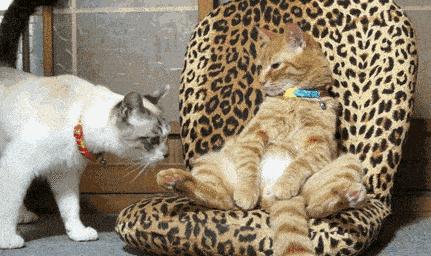 新领养猫不吃怎么办,新领养的小猫不吃猫粮怎么办