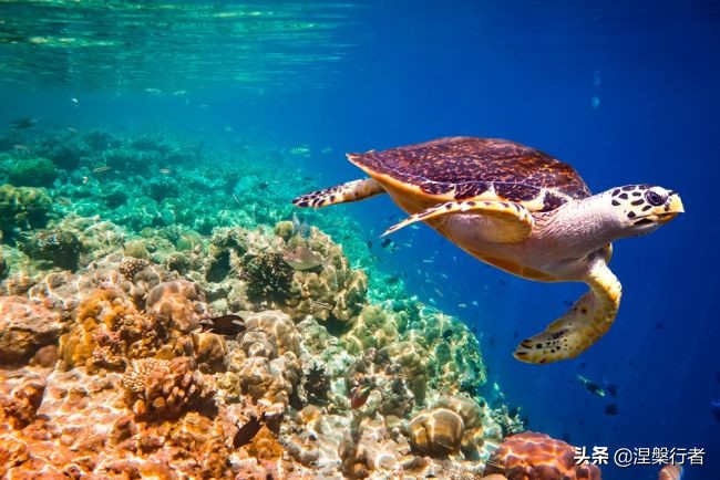 50种珍稀保护动物,为什么人类应该保护濒危物种