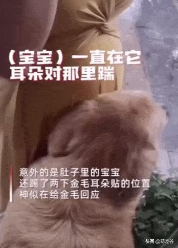 金毛胎动,金毛贴着怀孕肚子听胎动