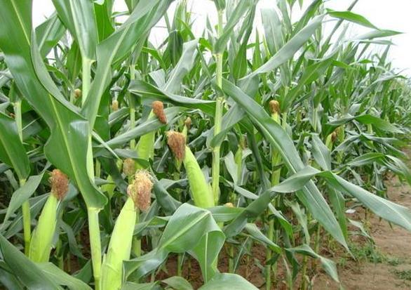 一进口植物人称“黄金米”，是全世界的重要粮食，韩国连芯棒都卖