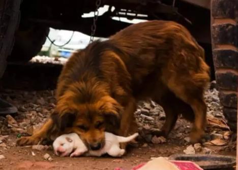 母狗为什么会吃掉自己宝宝的便便,母狗为什么会咬小幼崽