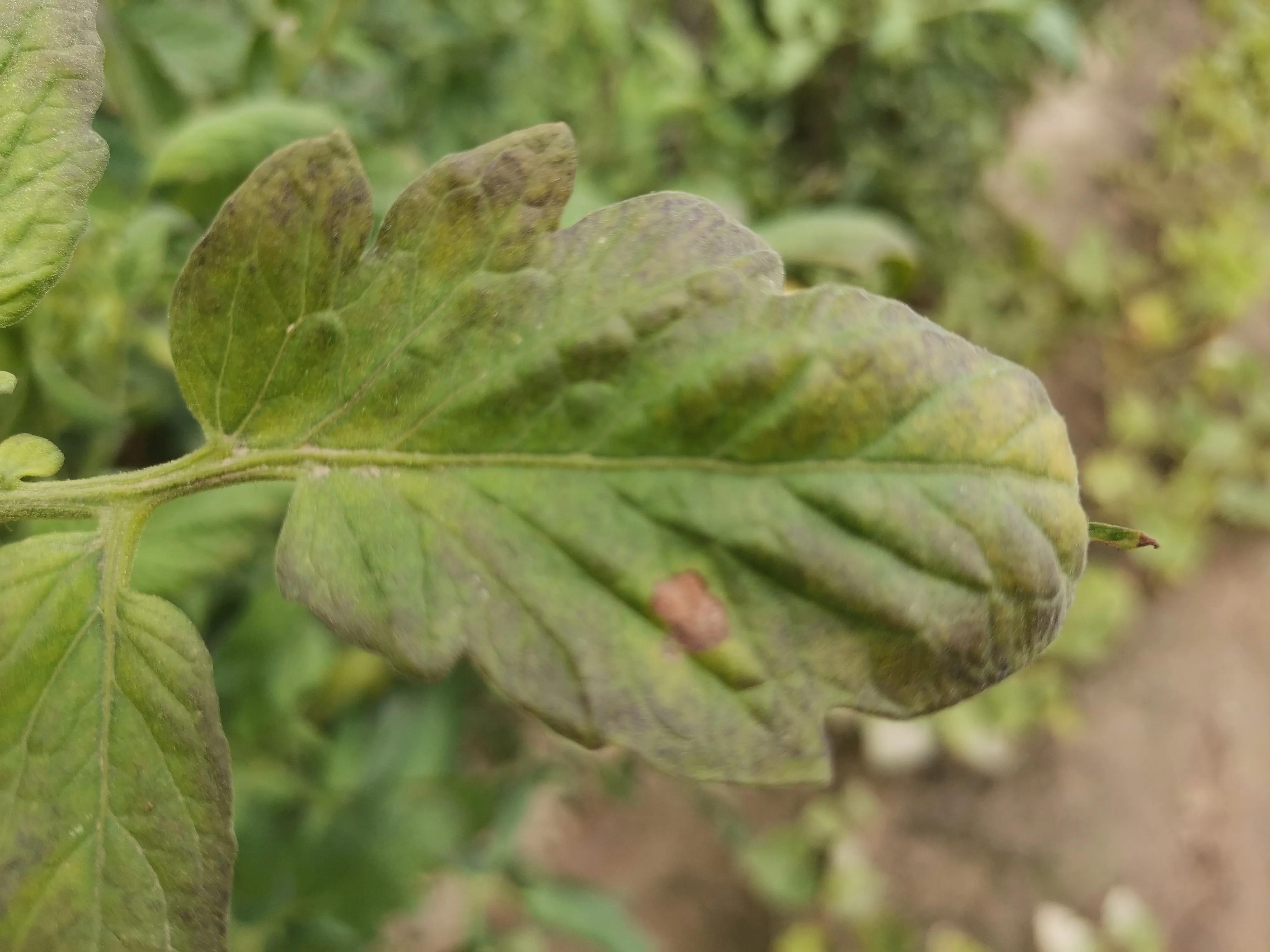 番茄叶片浓绿发暗无光泽怎么办,番茄叶片枯萎有黄色粉末