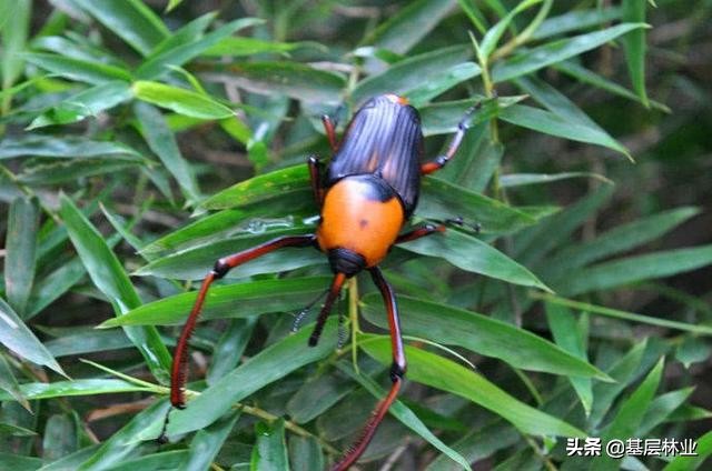 竹林病害防治方法,米竹病虫害防治方法