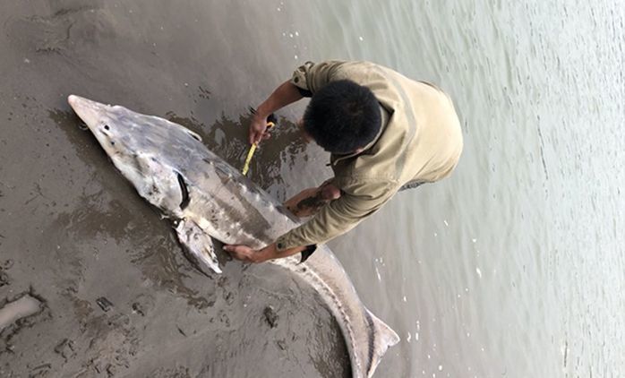 中华鲟是长江里头最大的一种鱼,中国最后一条长江鲟