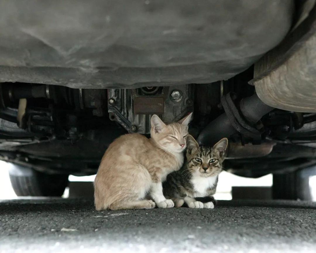 猫咪不小心受伤了该怎么办？这些有效的处理方式铲屎官们一定要看