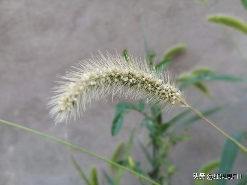 狗尾巴草也有它独特的美,曾经不起眼的狗尾巴草