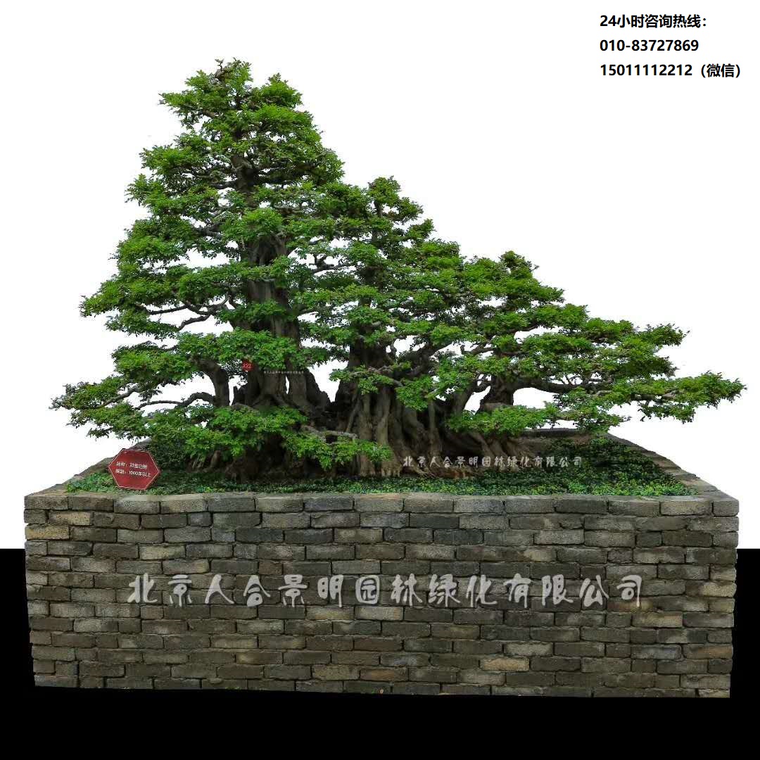 北京人合景明园林教你如何用这九种方法选对——对节白蜡