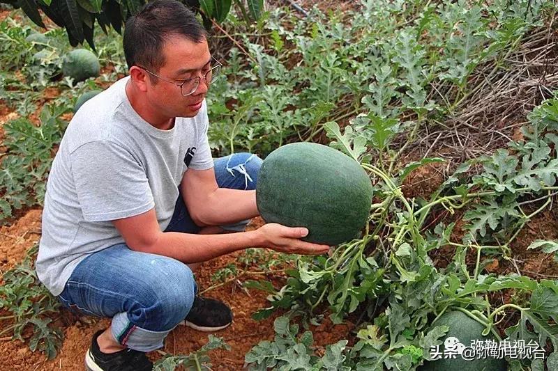 弥勒千亩西瓜熟了！黄心瓜、红心瓜、小香瓜…你喜欢哪种？