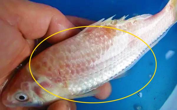 爱鲤说,夏季锦鲤鱼池怎么预防疾病