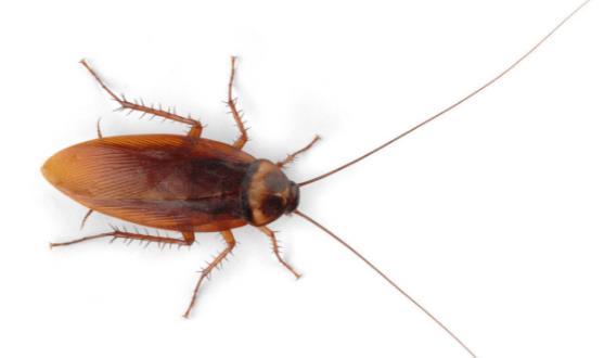 家用灭蟑螂的小妙招最有效的方法,教你居家灭蟑螂好方法