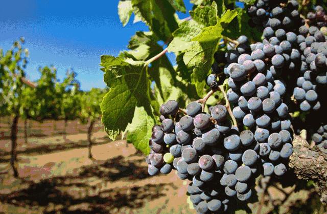 葡萄种类多吃哪种葡萄最好,怎样洗葡萄葡萄才会更好吃