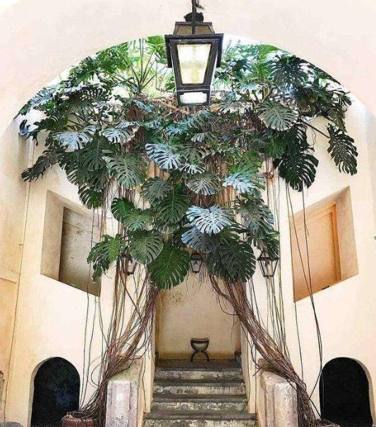 什么花不适合送财神,财神爷不宜送人的花