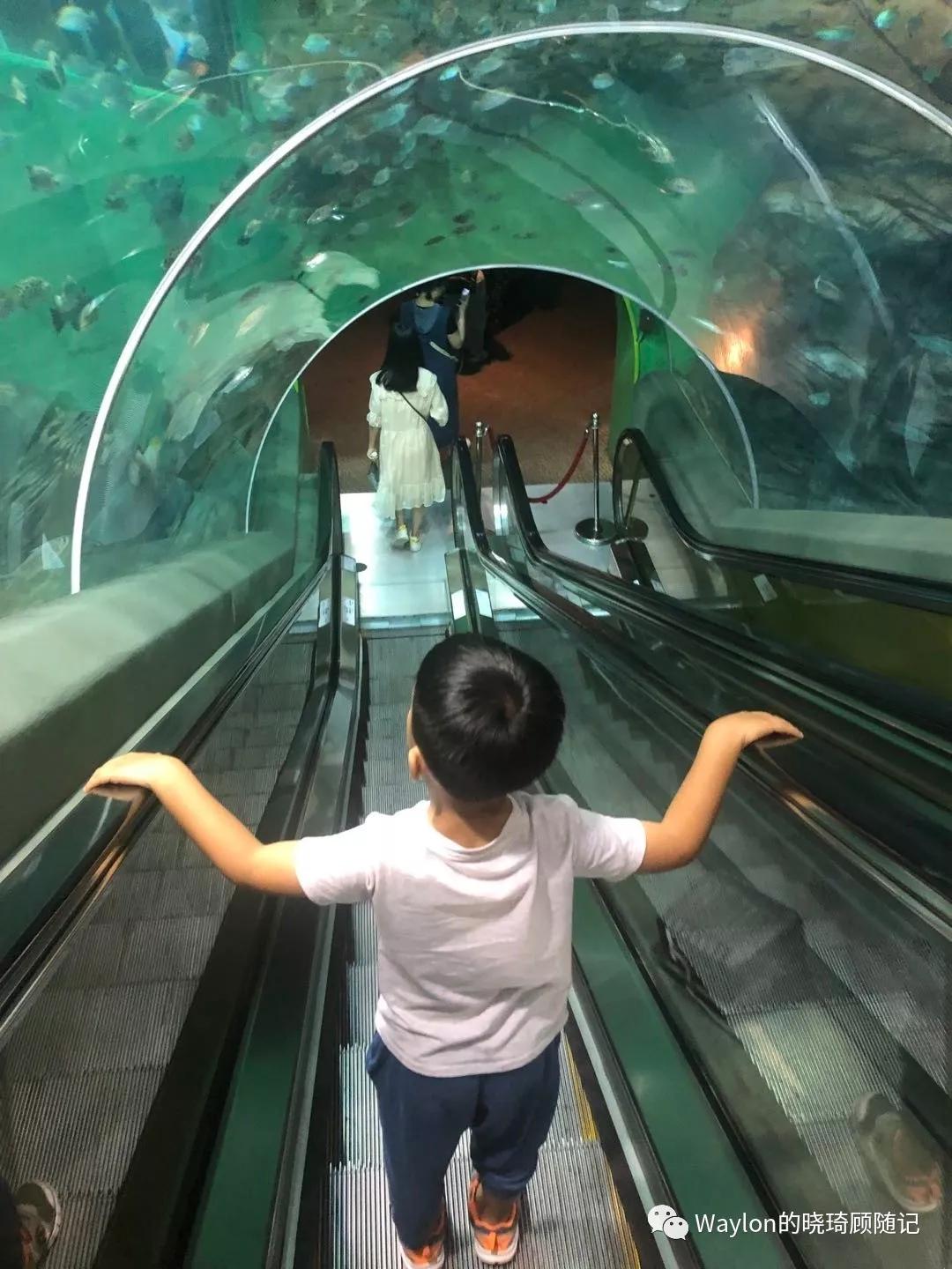 2019新西兰,2019年新西兰