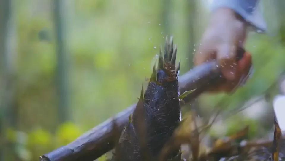 汉中周边踏青的好地方有哪些,汉中乡村游秘境