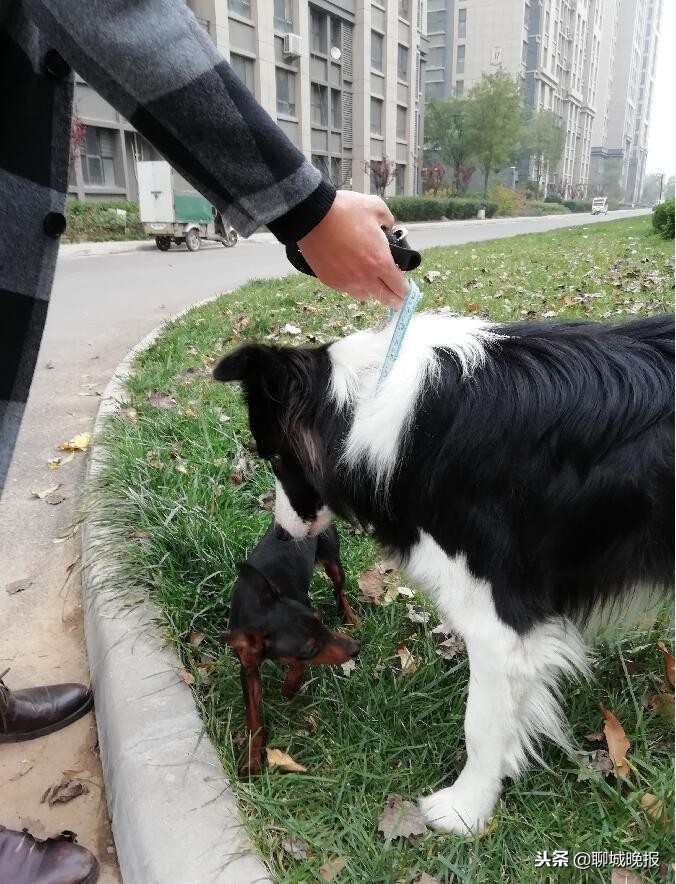 防止狗叫扰民最好方法,防止狗叫的最佳方法