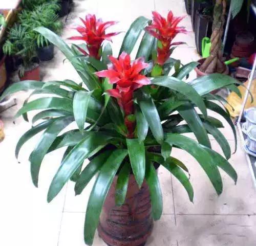 献给那些养花每次都养死的人文案,一直养死花但从未放弃养花