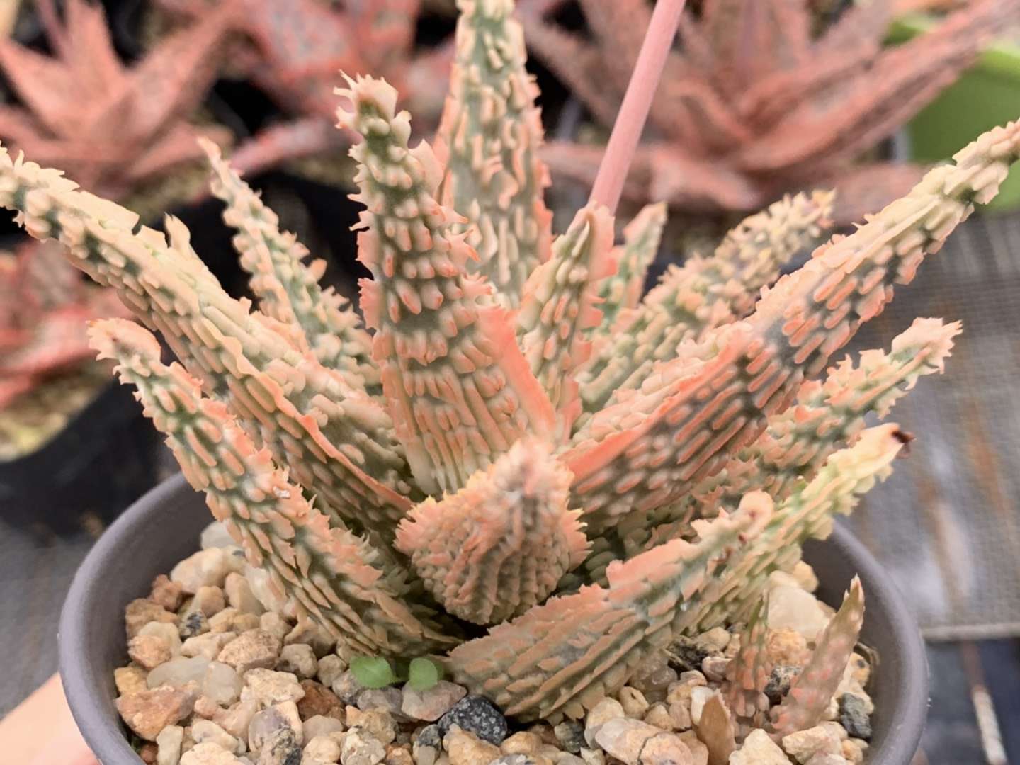 园艺观赏芦荟,园艺芦荟图鉴说明