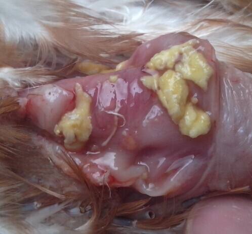 鸡鼻子肿怎么回事,鸡舌肿大怎么治疗