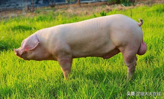 阿莫西林颗粒0.125克用法用量,阿莫西林用法及用量