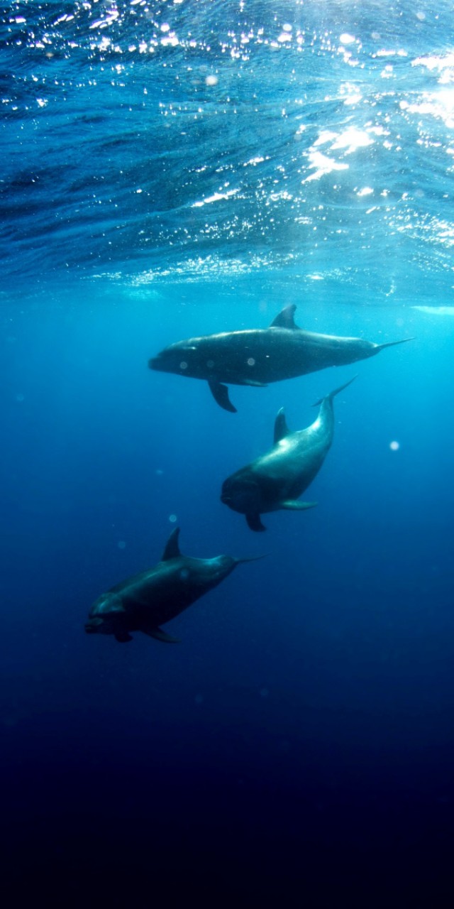 优阿壁纸135期丨分享一组超清晰的海底世界全面屏壁纸