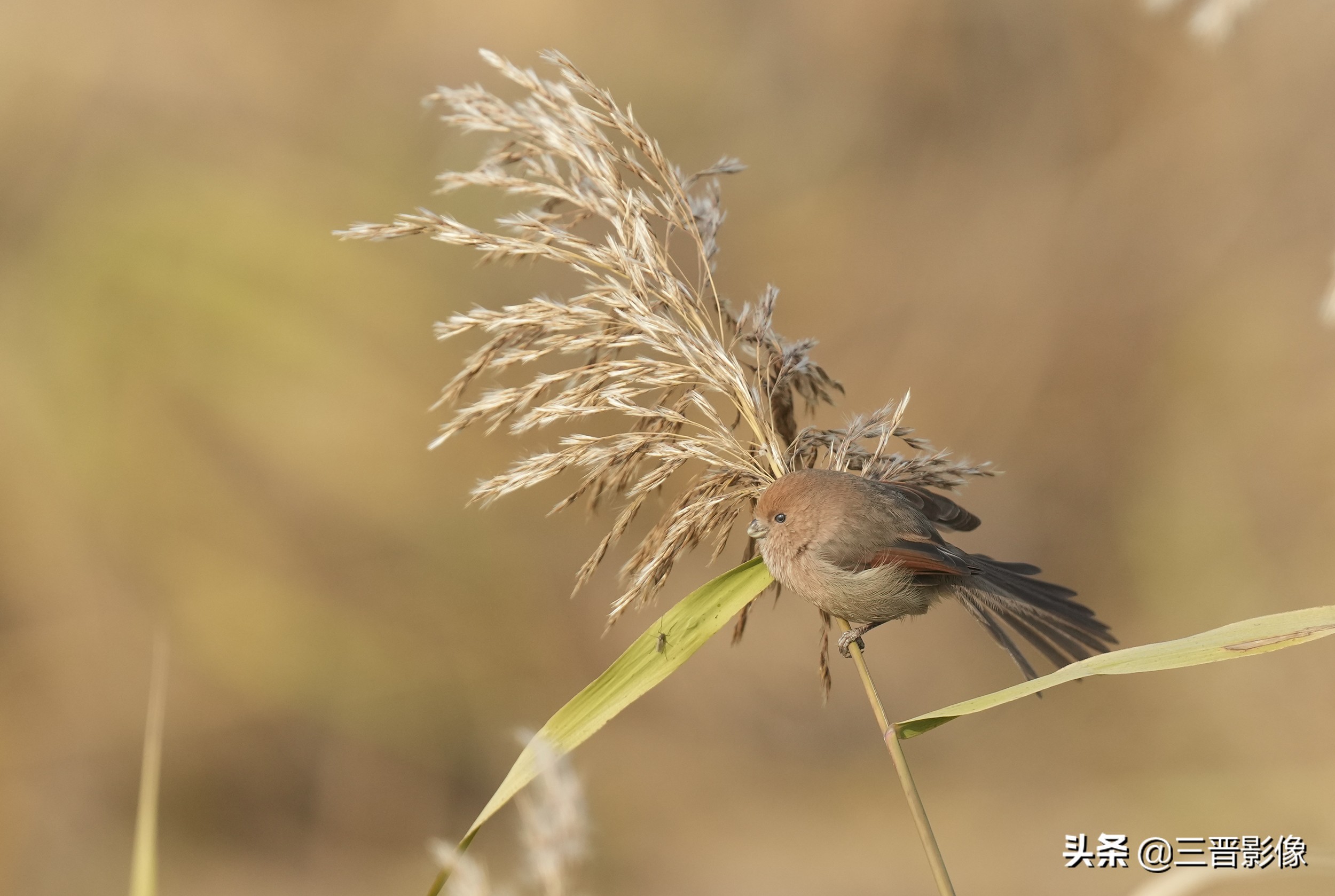 索尼相机a1是否值得入手,索尼a1相机拍鸟怎么样