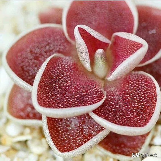 十大最贵法师多肉排行榜,玉露多肉最贵多少钱一棵